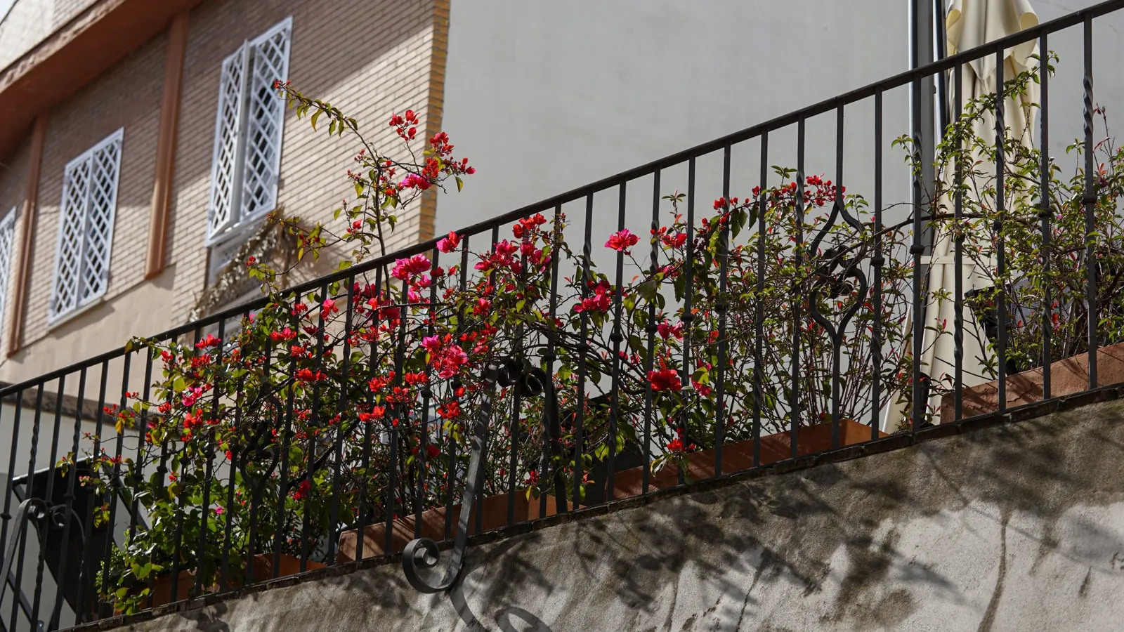 Trellis Fence in Auckland